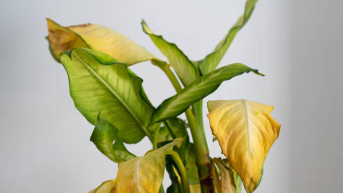 El barato fertilizante que cura las hojas amarillas de tus plantas en pocos días